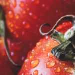 Tomaten: säen, pflanzen, Pflege und Ernte