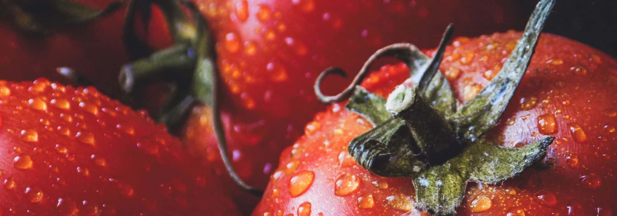 Tomaten: säen, pflanzen, Pflege und Ernte