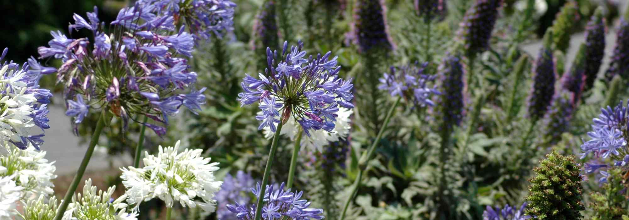 Madeira-Garten gestalten: Insel der Blumen