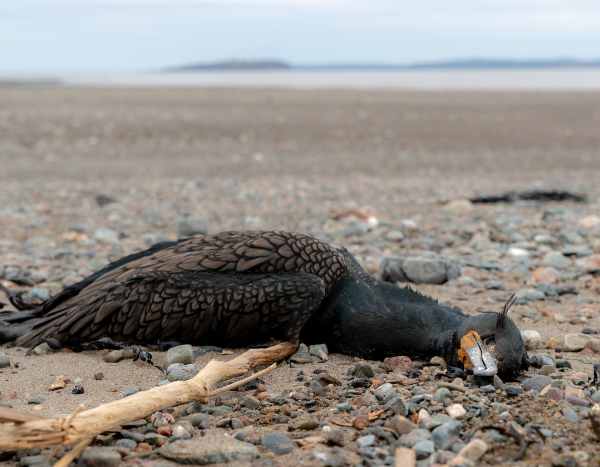 Vogelgrippe: Folgen für Wildvögel?