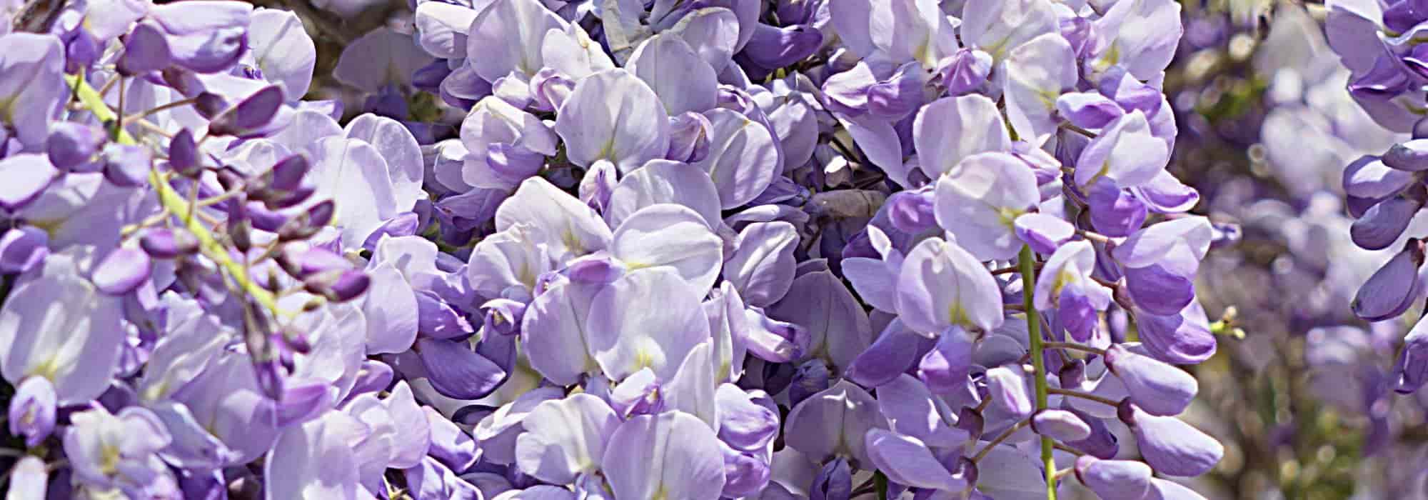 7 frühe Blauregen