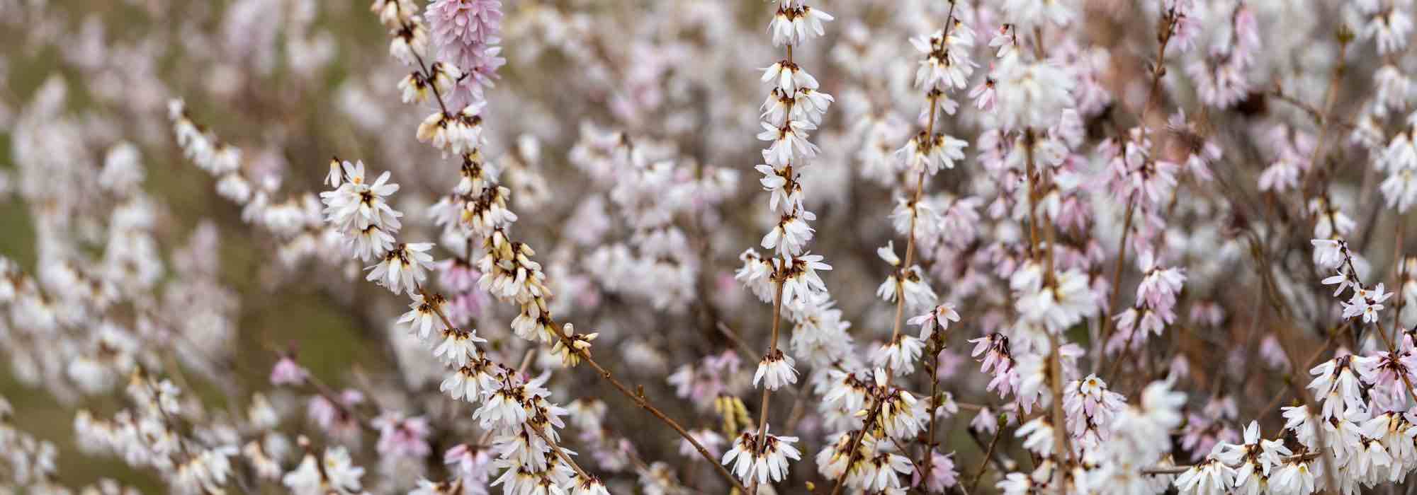Schneeforsythie, Abeliophyllum distichum: Pflege & Anbau