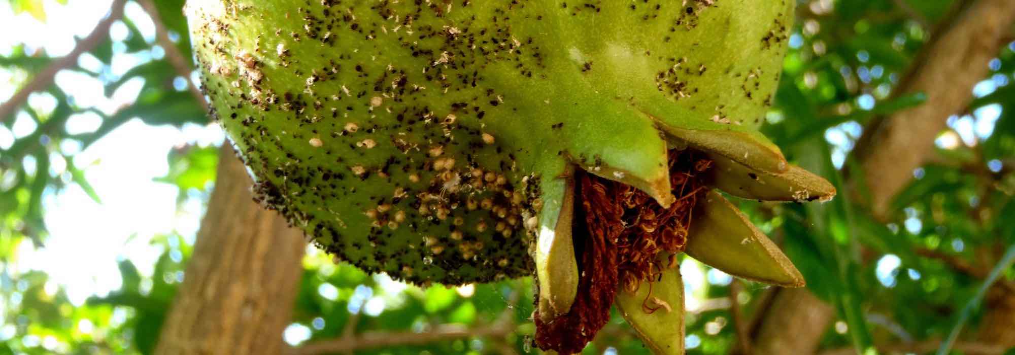 Krankheiten und Parasiten des Granatapfelbaums