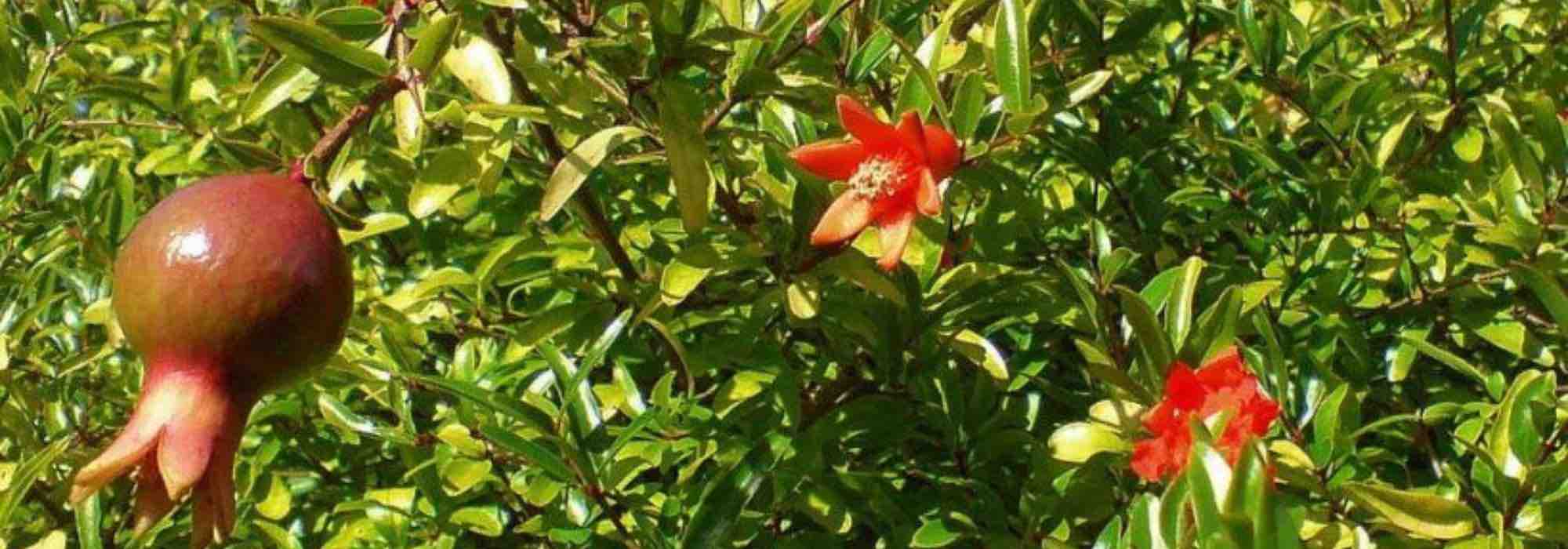 Granatapfelbaum im Topf kultivieren?