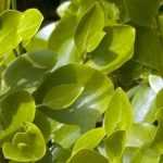 Griseline: Hecke anlegen und pflegen?