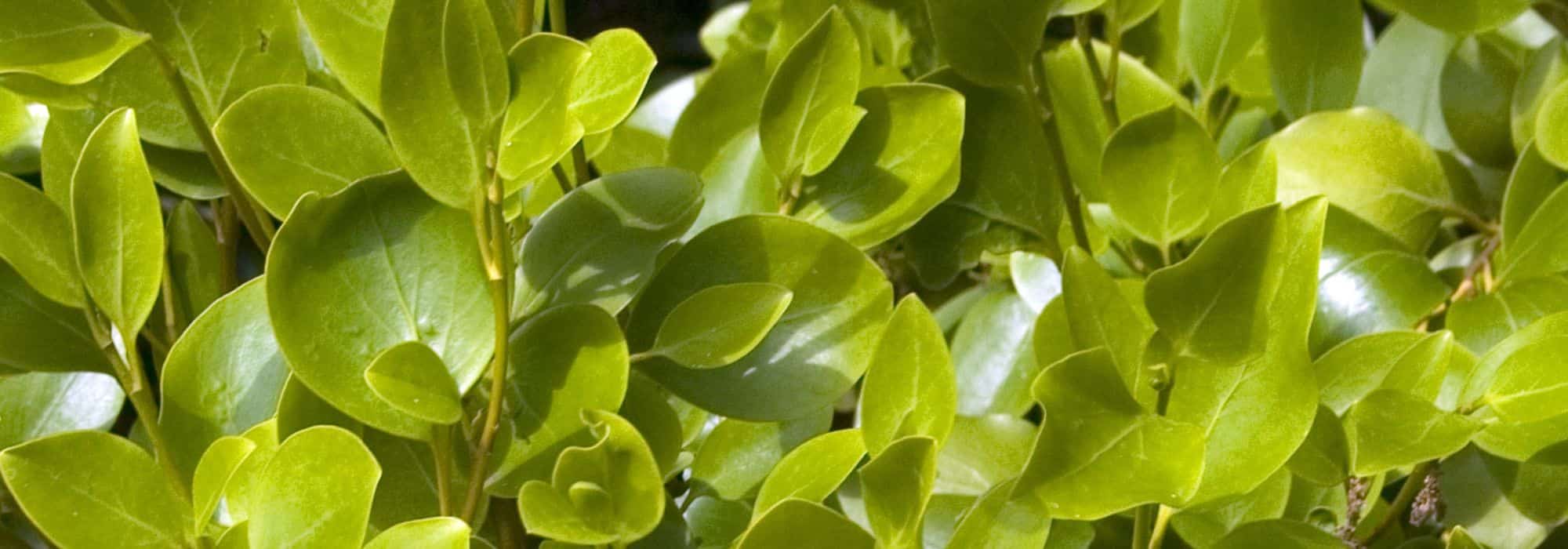 Griseline: Hecke anlegen und pflegen?