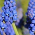 Muscari im Topf kultivieren