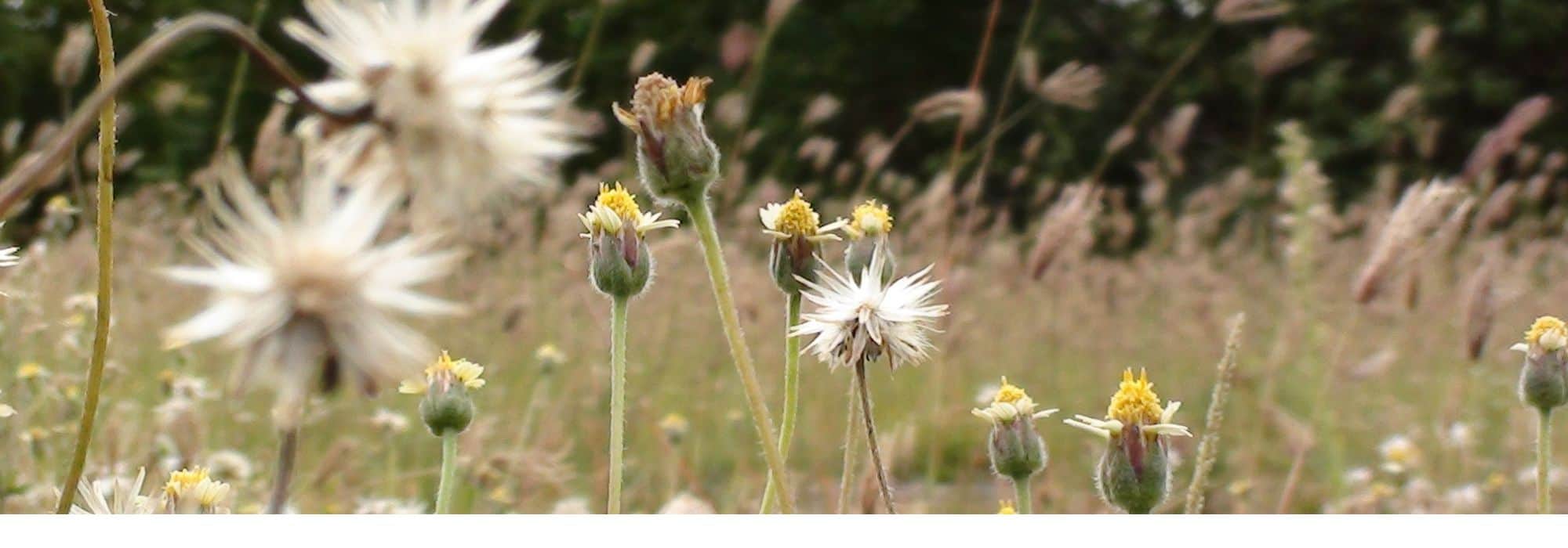 Bioindikatorpflanzen: Was ist das?