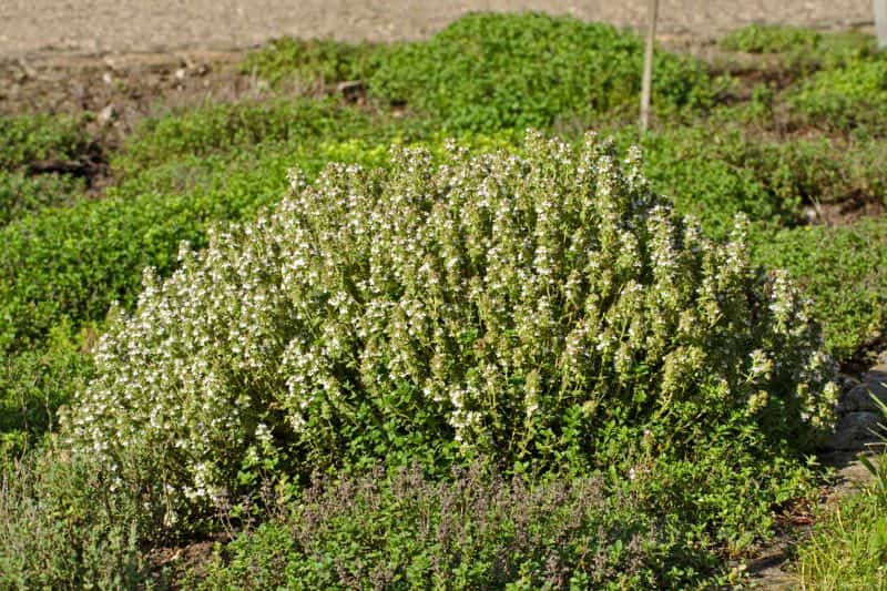 Thymian-Rückschnitt