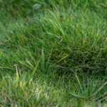 Alternative zum Rasen: Zoysia pflanzen