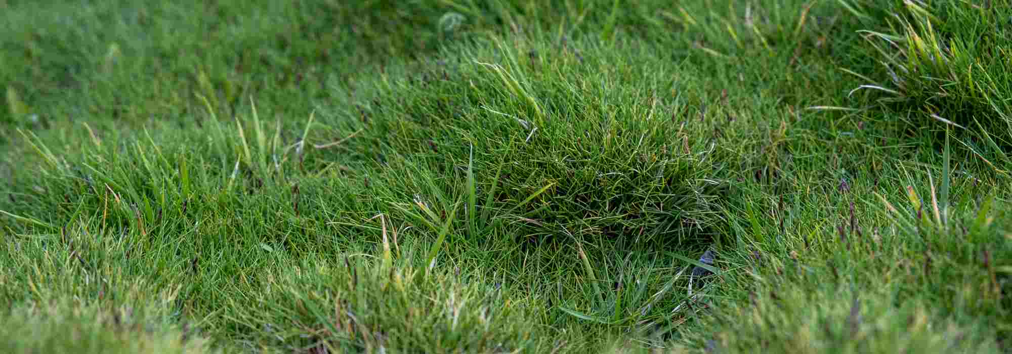 Alternative zum Rasen: Zoysia pflanzen