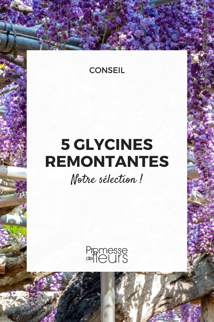 Glyzinie (Wisteria)