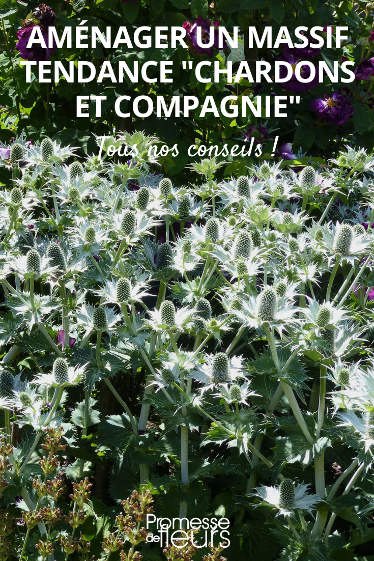 Hier die deutsche Übersetzung:

Eryngium (Mannstreu)