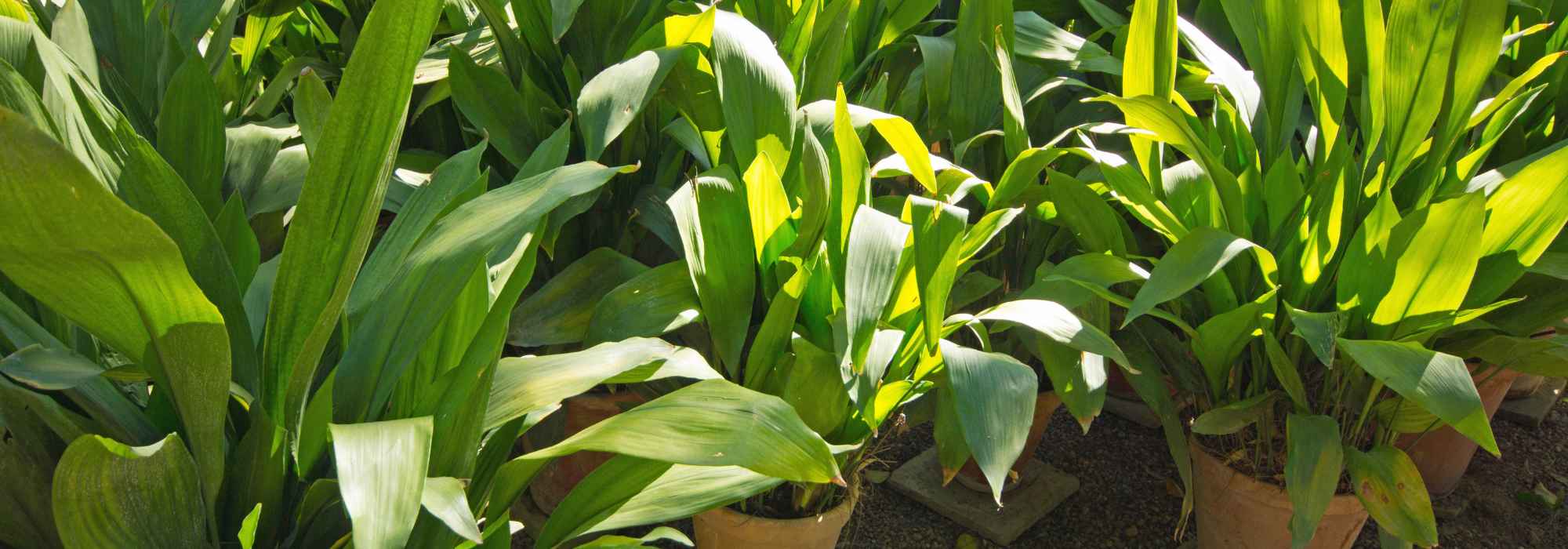 Aspidistra: Pflege und Kultivierung
