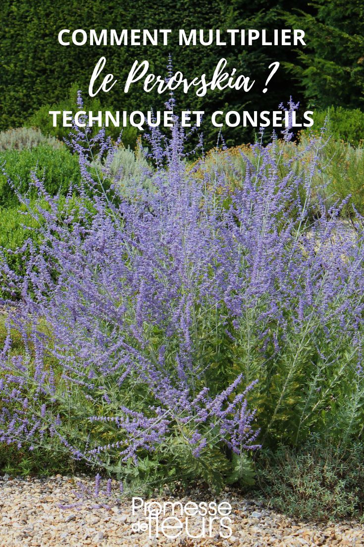 **Stecklinge schneiden und Perovskia aussäen**  

Die Perovskia, auch bekannt als Russischer Salbei, ist eine robuste und pflegeleichte Staude, die mit ihren silbrig-grauen Blättern und violetten Blüten im Garten begeistert. Sie lässt sich sowohl durch Stecklinge als auch durch Aussaat vermehren.  

### **Perovskia durch Stecklinge vermehren**  
1. **Zeitpunkt**: Der beste Zeitpunkt für Stecklinge ist im Frühsommer (Juni/Juli), wenn die Triebe halb verholzt sind.  
2. **Schneiden**: Wählen Sie gesunde, etwa 10–15 cm lange Triebe ohne Blüten aus und schneiden Sie sie mit einem scharfen Messer ab.  
3. **Vorbereiten**: Entfernen Sie die unteren Blätter und tauchen Sie das Schnittende in Bewurzelungspulver.  
4. **Einsetzen**: Stecken Sie die Stecklinge in Anzuchterde und halten Sie sie gleichmäßig feucht.  
5. **Standort**: Stellen Sie die Töpfe an einen warmen, hellen Ort ohne direkte Sonne.  

### **Perovskia durch Aussaat vermehren**  
1. **Zeitpunkt**: Säen Sie die Samen im Frühjahr (März/April) in Anzuchtschalen aus.  
2. **Substrat**: Verwenden Sie durchlässige Aussaaterde und drücken Sie die Samen leicht an.  
3. **Keimung**: Halten Sie das Substrat feucht und stellen Sie die Schale an einen warmen Ort (ca. 18–20 °C).  
4. **Pikieren**: Sobald die Sämlinge kräftig genug sind, können sie vereinzelt und später ins Freiland gepflanzt werden.  

Mit diesen Methoden können Sie Ihre Perovskia erfolgreich vermehren und sich an ihrer Schönheit im Garten erfreuen!