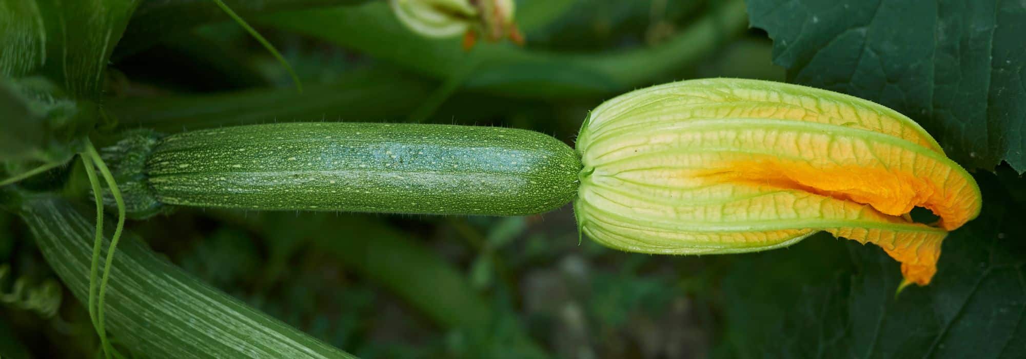 Zucchini auswählen