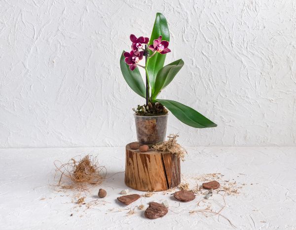 Orchidee umtopfen?