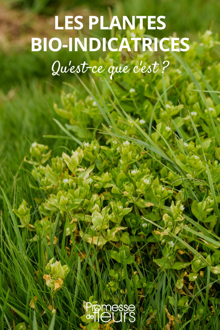 Hier ist die Übersetzung des botanischen Namens:

Stellaria media (Vogelmiere)