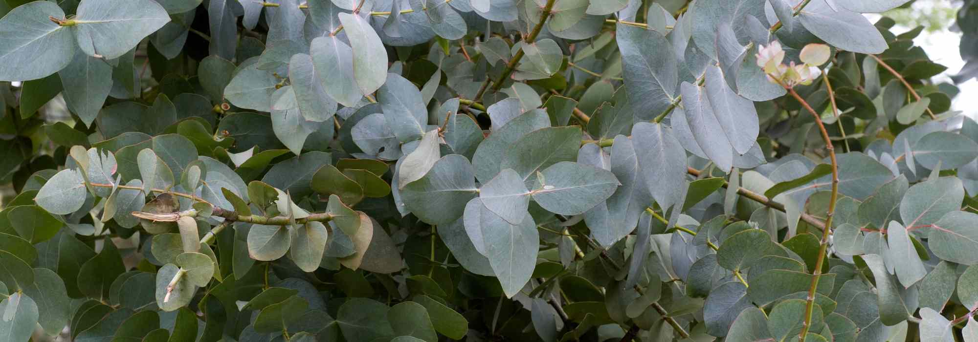 Krankheiten und Parasiten des Eukalyptus