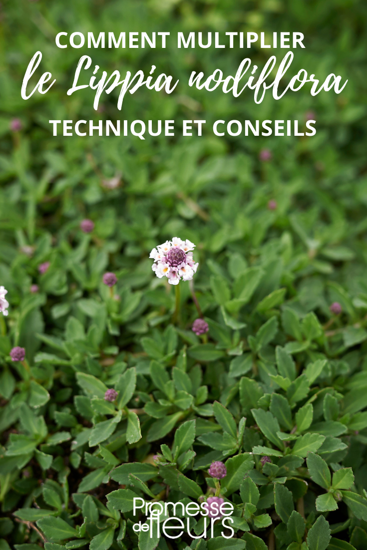 Vermehrung durch Stecklinge und Ableger beim Lippia oder Phyla nodiflora