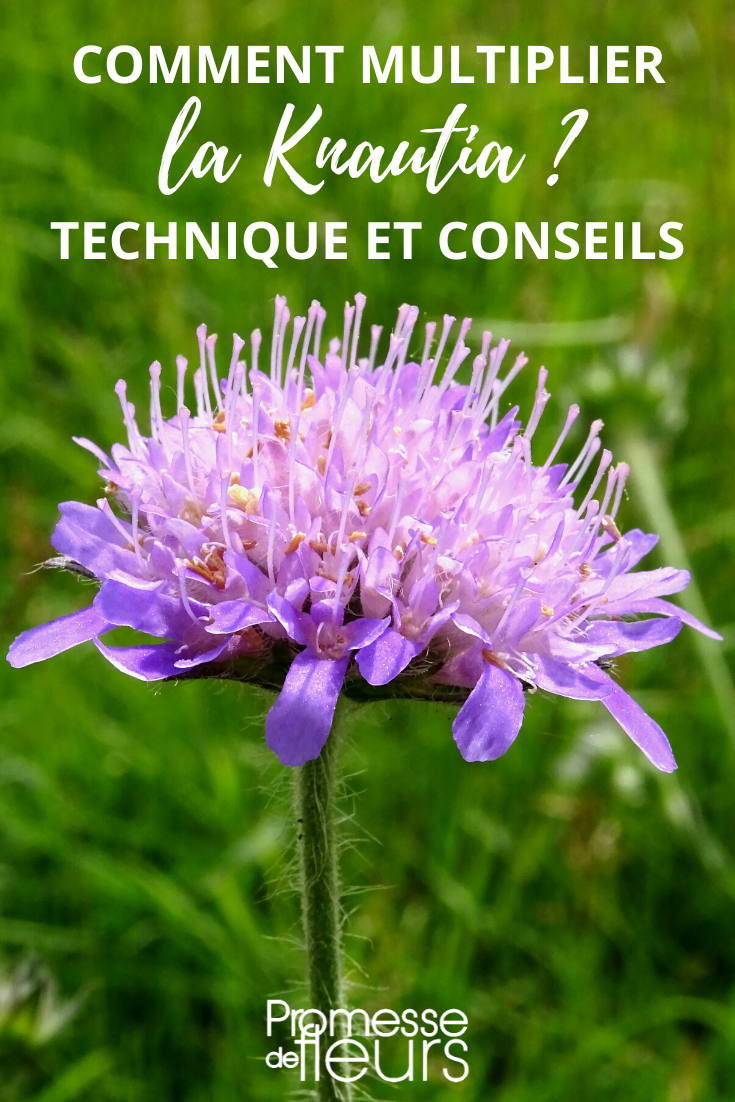 Knautia vermehren durch Stecklinge und Aussaat