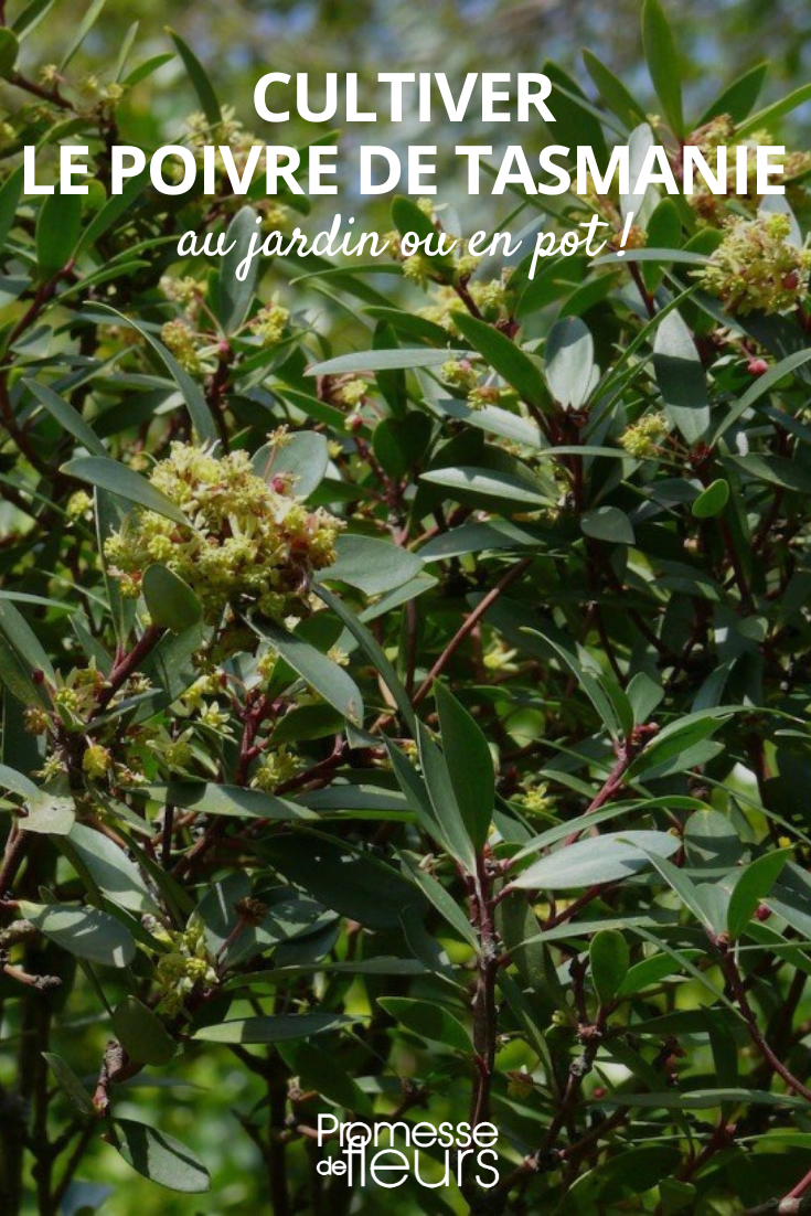 Drimys aromatica (Deutscher Name: Gewürzrinde oder Aromatische Winterrinde)