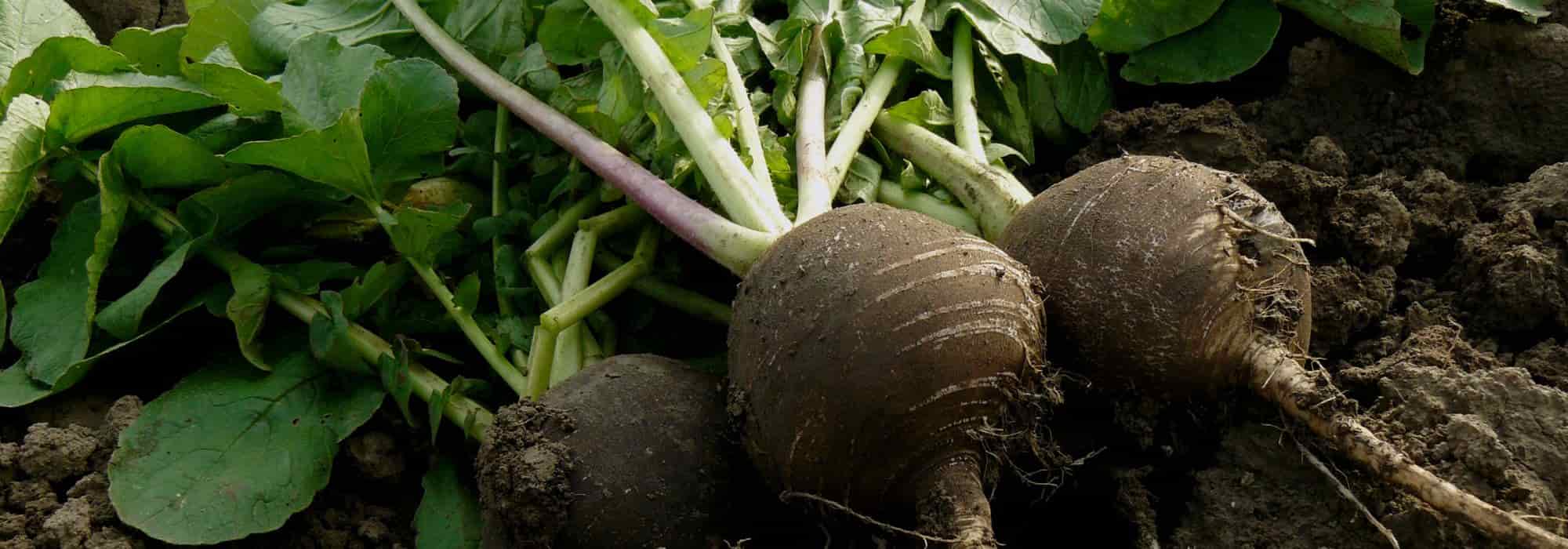 Schwarzen Rettich erfolgreich anbauen