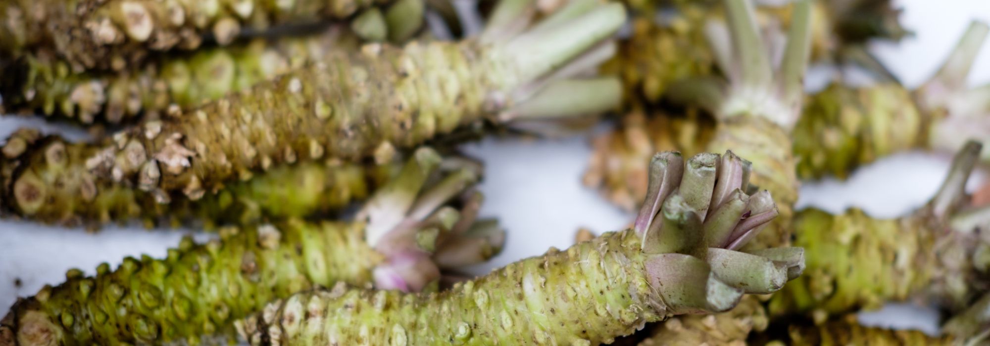 Wasabi anbauen