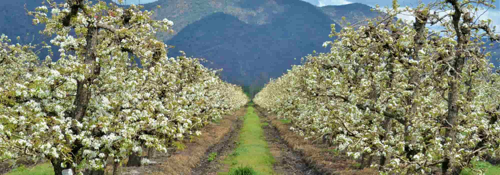 Obstbäume vor Spätfrost schützen