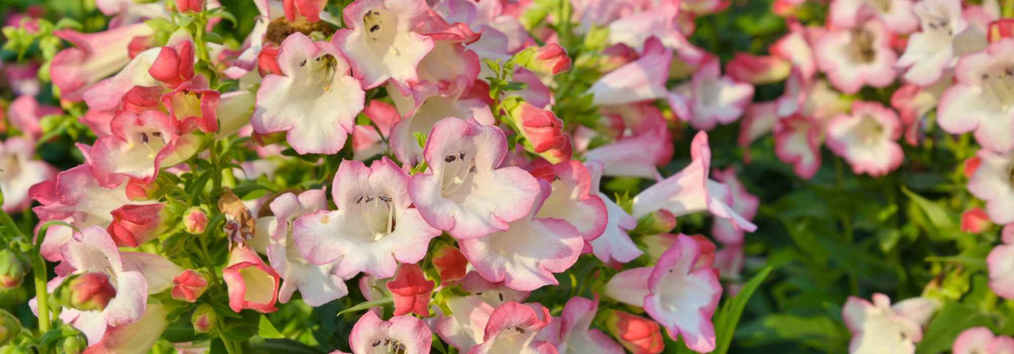 Penstemon kombinieren