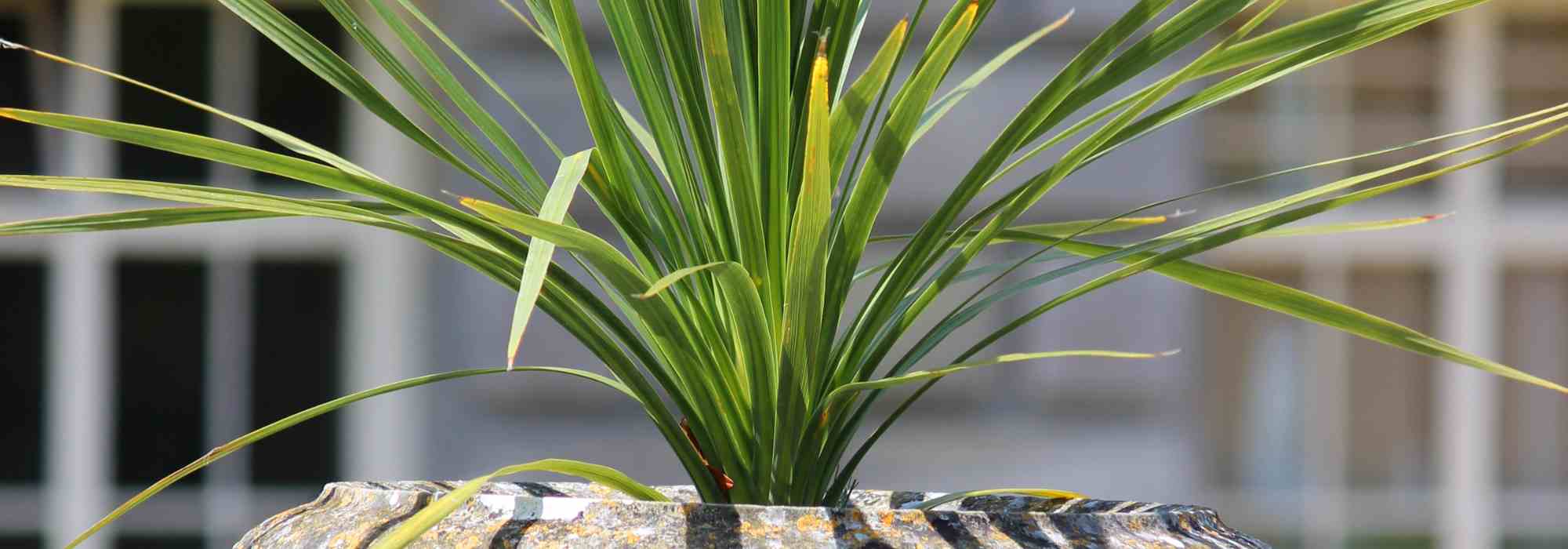 Cordyline im Topf kultivieren