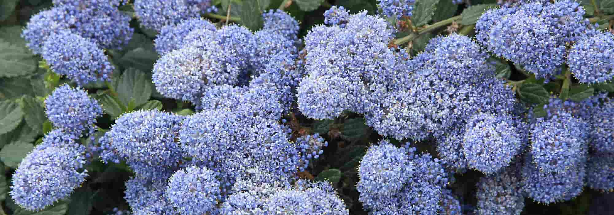 6 dekorative Säckelblumen