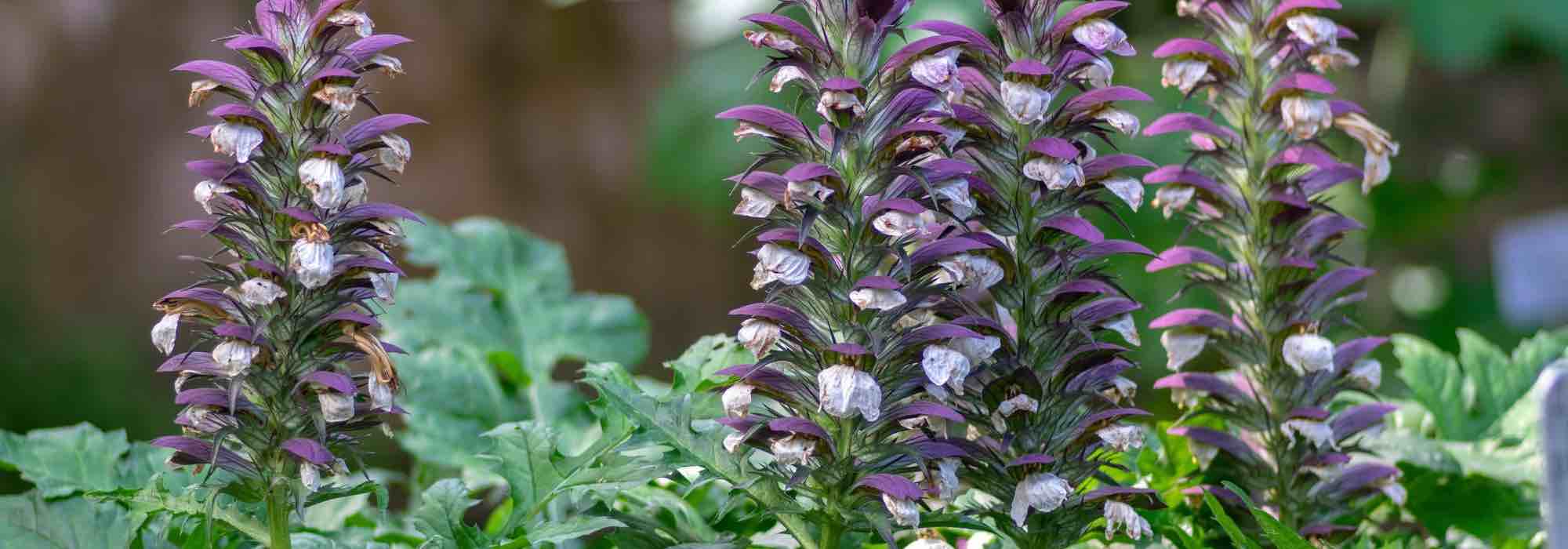 6 Akanthus-Sorten für den Garten
