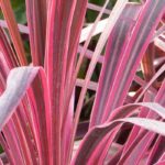 5 Cordylinen mit purpurfarbenem Laub