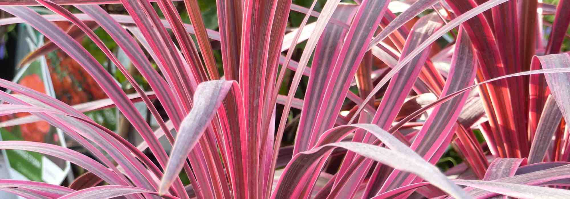 5 Cordylinen mit purpurfarbenem Laub