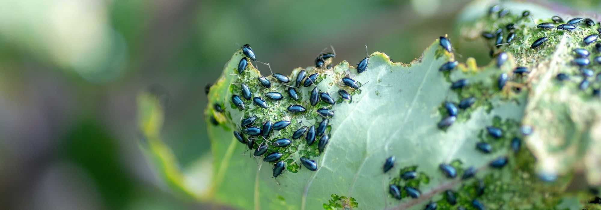 Krankheiten und Parasiten der Rübe
