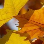 Platane: Pflanzen, Schneiden und Pflegen