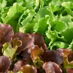 Der Kopfsalat: säen, pflegen und ernten