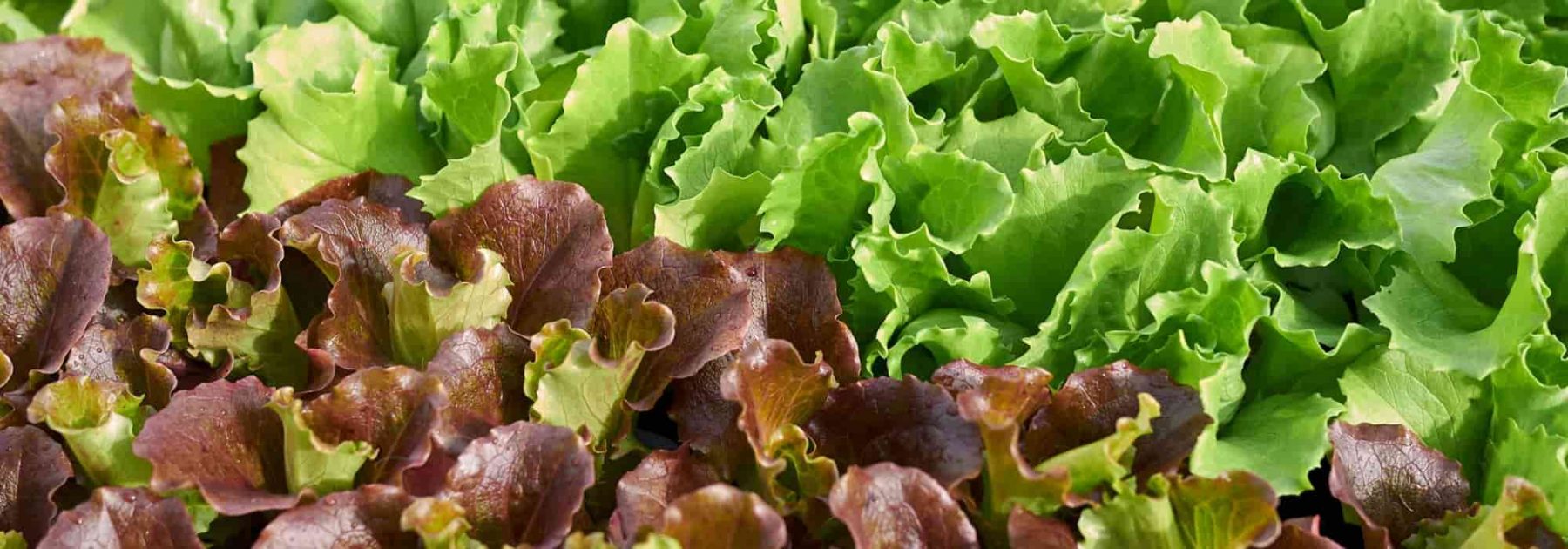 Der Kopfsalat: säen, pflegen und ernten