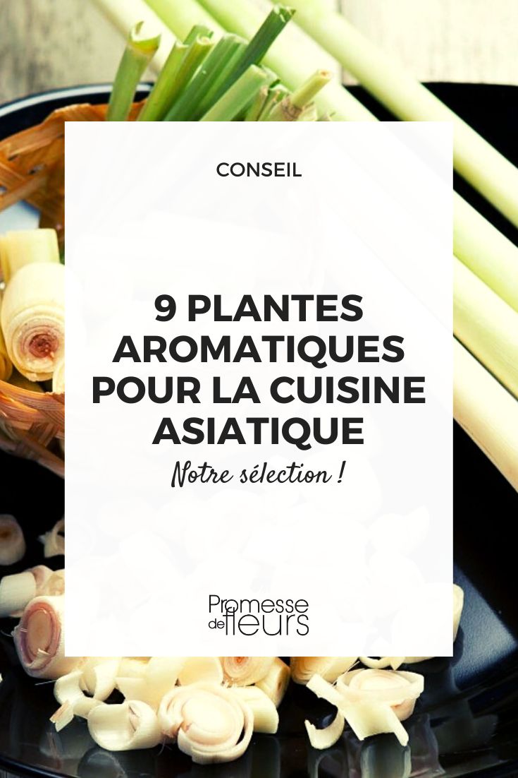 asiatische Küchenkräuter