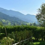 6 immergrüne Sträucher für den Berggarten
