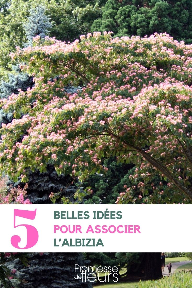 Albizia-Pflanzen im Garten