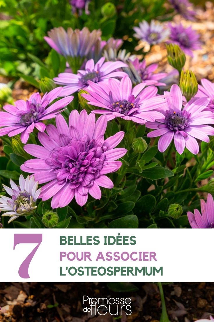 Osteospermum im Garten