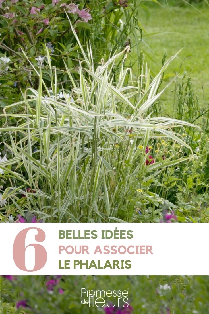 Assoziationen Phalaris Ziergras Garten