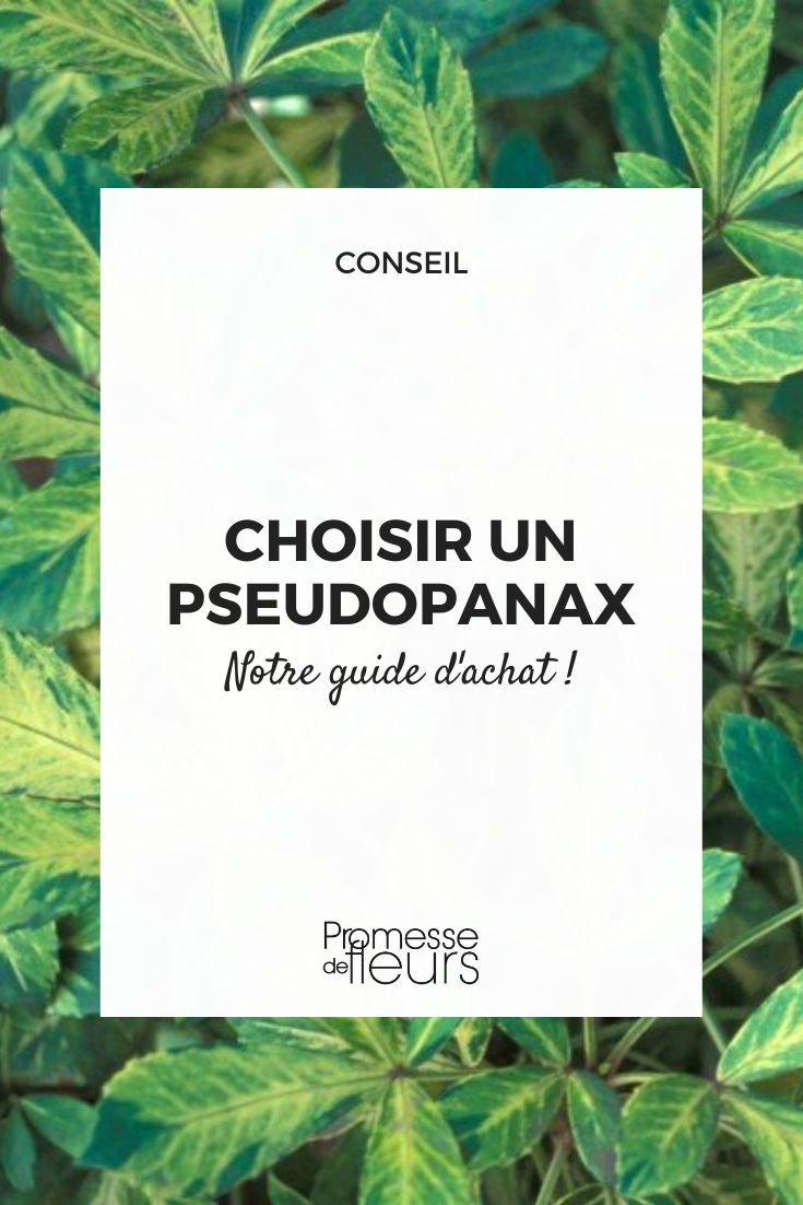 Pseudopanax
