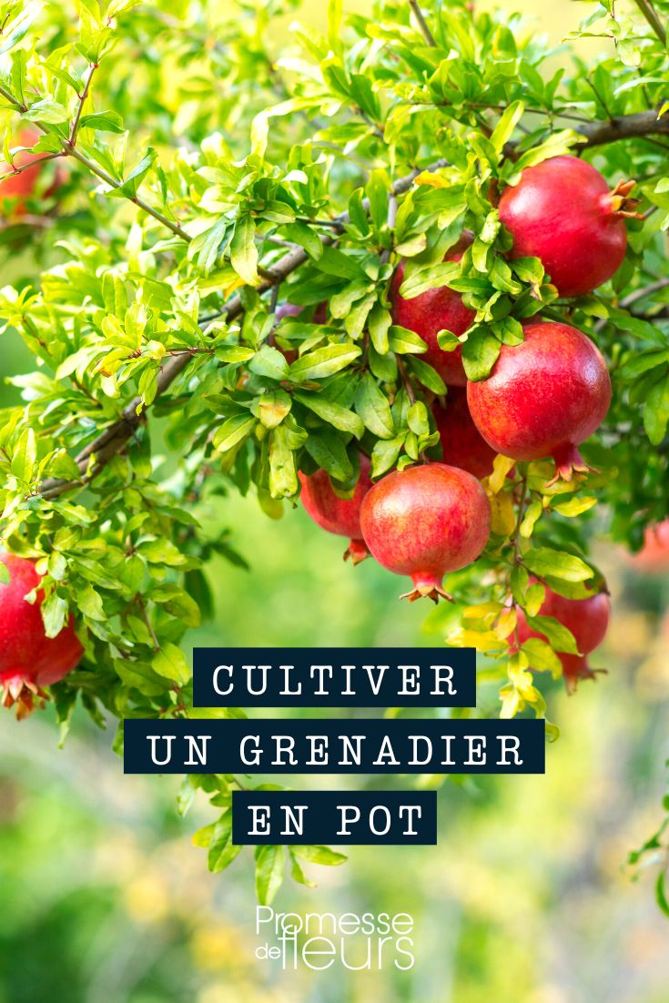 Granatapfel Punica im Topf oder Kübel