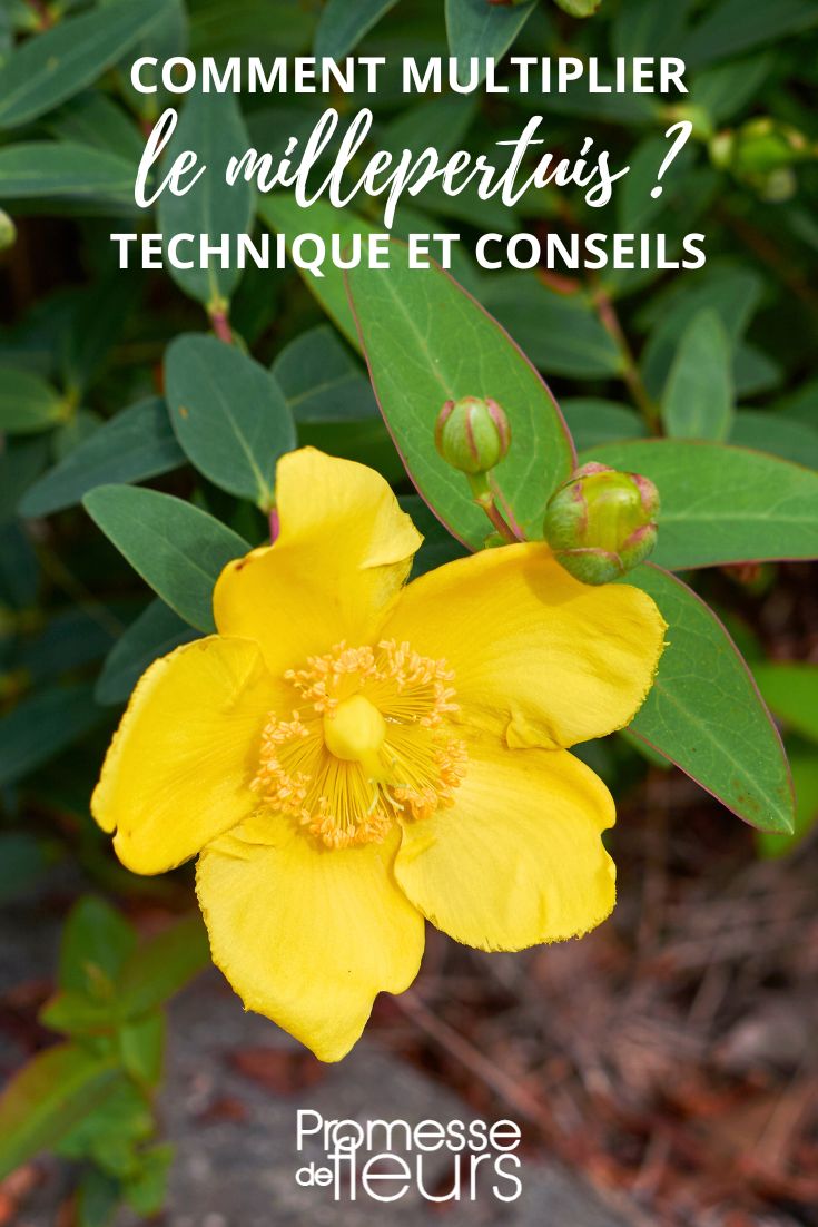 Hypericum vermehren