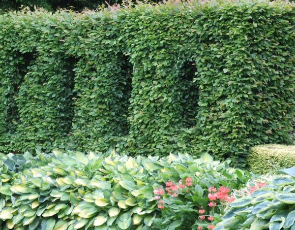 Hecke bepflanzen: Tipps?