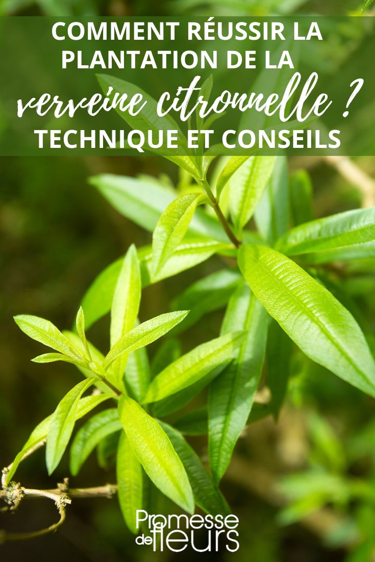 Aloysia citrodora (deutscher Name: Zitronenstrauch oder Duftverbene)