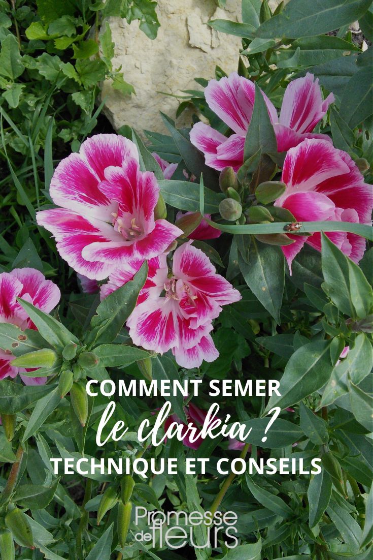 Godetia aussäen